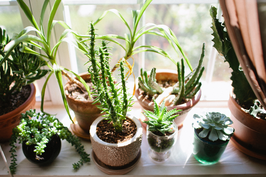 succulent-collection succulent collection