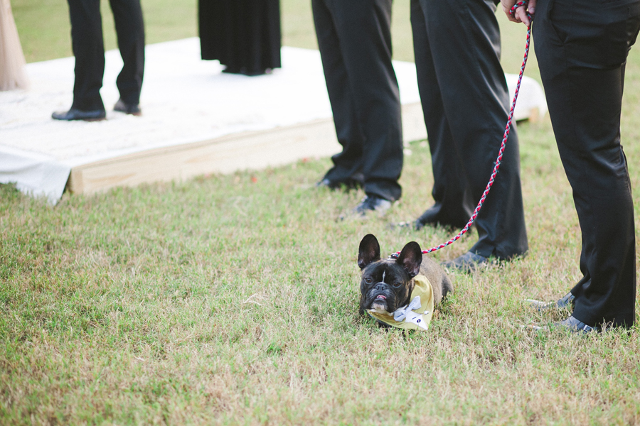 dog-at-wedding dog at wedding